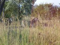 Krüger Nationalpark &ndash; &copy; Kerstin Hugel (Eberhardt TRAVEL)