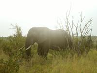 Krüger Nationalpark &ndash; &copy; Kerstin Hugel (Eberhardt TRAVEL)