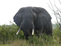 Krüger Nationalpark &ndash; &copy; Kerstin Hugel (Eberhardt TRAVEL)