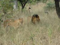 Krüger Nationalpark &ndash; &copy; Kerstin Hugel (Eberhardt TRAVEL)