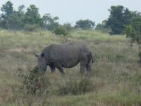 Krüger Nationalpark &ndash; &copy; Kerstin Hugel (Eberhardt TRAVEL)