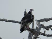 Krüger Nationalpark &ndash; &copy; Kerstin Hugel (Eberhardt TRAVEL)