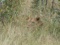 Krüger Nationalpark &ndash; &copy; Kerstin Hugel (Eberhardt TRAVEL)