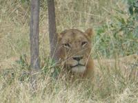 Krüger Nationalpark &ndash; &copy; Kerstin Hugel (Eberhardt TRAVEL)