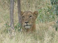 Krüger Nationalpark &ndash; &copy; Kerstin Hugel (Eberhardt TRAVEL)