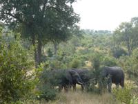 Krüger Nationalpark &ndash; &copy; Kerstin Hugel (Eberhardt TRAVEL)