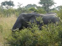 Krüger Nationalpark &ndash; &copy; Kerstin Hugel (Eberhardt TRAVEL)