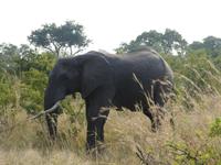 Krüger Nationalpark &ndash; &copy; Kerstin Hugel (Eberhardt TRAVEL)