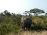 Krüger Nationalpark &ndash; &copy; Kerstin Hugel (Eberhardt TRAVEL)