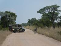 Krüger Nationalpark &ndash; &copy; Kerstin Hugel (Eberhardt TRAVEL)