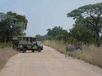 Krüger Nationalpark &ndash; &copy; Kerstin Hugel (Eberhardt TRAVEL)
