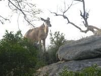 Krüger Nationalpark &ndash; &copy; Kerstin Hugel (Eberhardt TRAVEL)