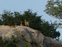 Krüger Nationalpark &ndash; &copy; Kerstin Hugel (Eberhardt TRAVEL)