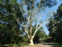 Botanischer Garten - Fieberbaum &ndash; &copy; Kerstin Hugel (Eberhardt TRAVEL)