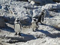 Pinguine Bettys Bay &ndash; &copy; Kerstin Hugel (Eberhardt TRAVEL)