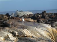 Seal Island &ndash; &copy; Kerstin Hugel (Eberhardt TRAVEL)