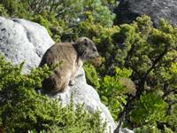 Tafelberg &ndash; &copy; Kerstin Hugel (Eberhardt TRAVEL)