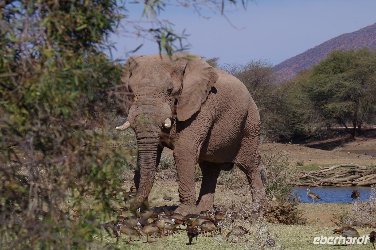 Mount Etjo Lodge - Elefant &ndash; &copy; Annett Müller (Eberhardt TRAVEL)