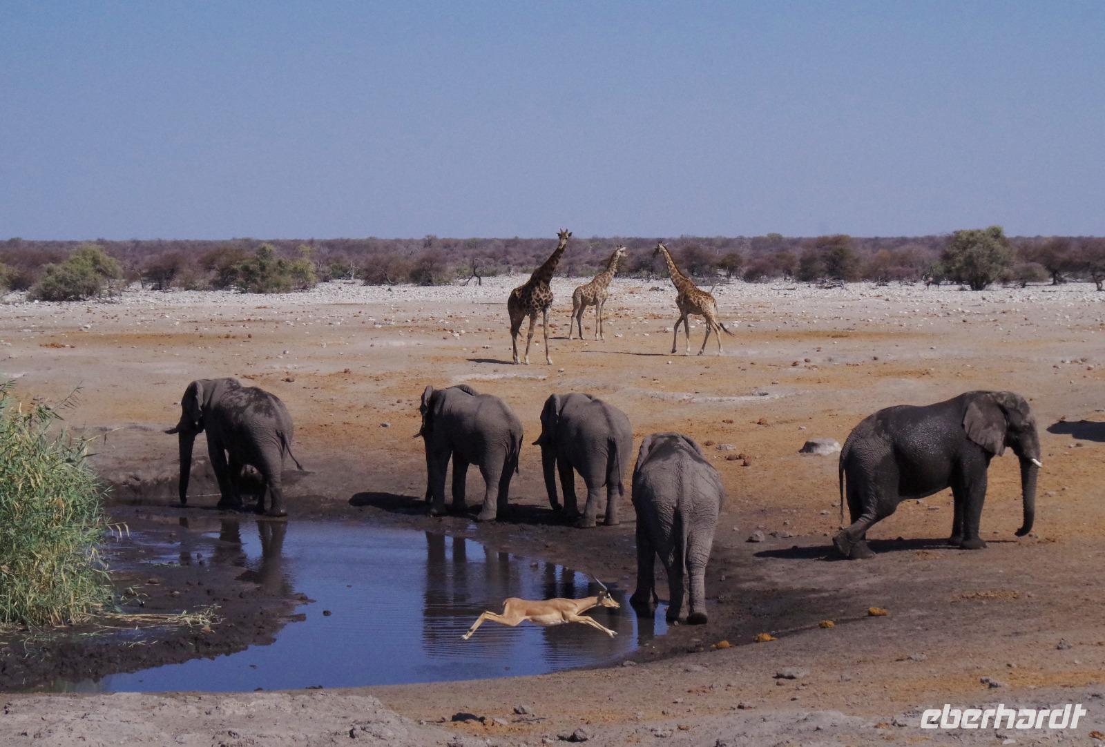 Etosha-Nationalpark - am Wasserloch &ndash; &copy; Annett Müller (Eberhardt TRAVEL)