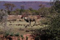 Mount Etjo Lodge - Eland &ndash; &copy; Annett Müller (Eberhardt TRAVEL)