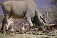 Mount Etjo Lodge - Eland &ndash; &copy; Annett Müller (Eberhardt TRAVEL)