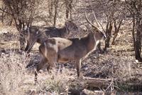 Okanjati Wildreservat - Waterbock &ndash; &copy; Annett Müller (Eberhardt TRAVEL)