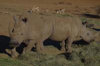 Okanjati Wildreservat - Breitmaulnashorn &ndash; &copy; Annett Müller (Eberhardt TRAVEL)
