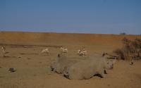 Okanjati Wildreservat - Breitmaulnashorn &ndash; &copy; Annett Müller (Eberhardt TRAVEL)