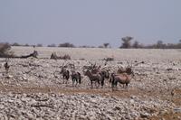 Etosha-Nationalpark - Oryx &ndash; &copy; Annett Müller (Eberhardt TRAVEL)