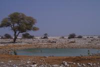 Okaukuejo Camp - Wasserloch &ndash; &copy; Annett Müller (Eberhardt TRAVEL)