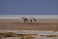 Etosha-Nationalpark - Giraffen &ndash; &copy; Annett Müller (Eberhardt TRAVEL)