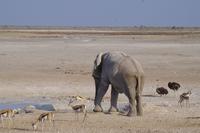 Etosha-Nationalpark &ndash; &copy; Annett Müller (Eberhardt TRAVEL)