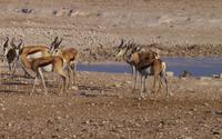 Etosha-Nationalpark &ndash; &copy; Annett Müller (Eberhardt TRAVEL)