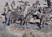 Etosha-Nationalpark - am Wasserloch &ndash; &copy; Annett Müller (Eberhardt TRAVEL)