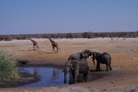 Etosha-Nationalpark - am Wasserloch &ndash; &copy; Annett Müller (Eberhardt TRAVEL)
