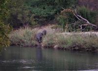und die Hippos auch &ndash; &copy; Annett Müller (Eberhardt TRAVEL)
