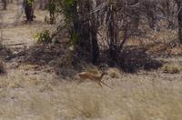 Transit durch den Chobe-Nationalpark - Steenbock &ndash; &copy; Annett Müller (Eberhardt TRAVEL)