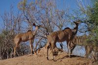 Morgendliche Pirschfahrt im Chobe-Nationalpark - Kudus &ndash; &copy; Annett Müller (Eberhardt TRAVEL)
