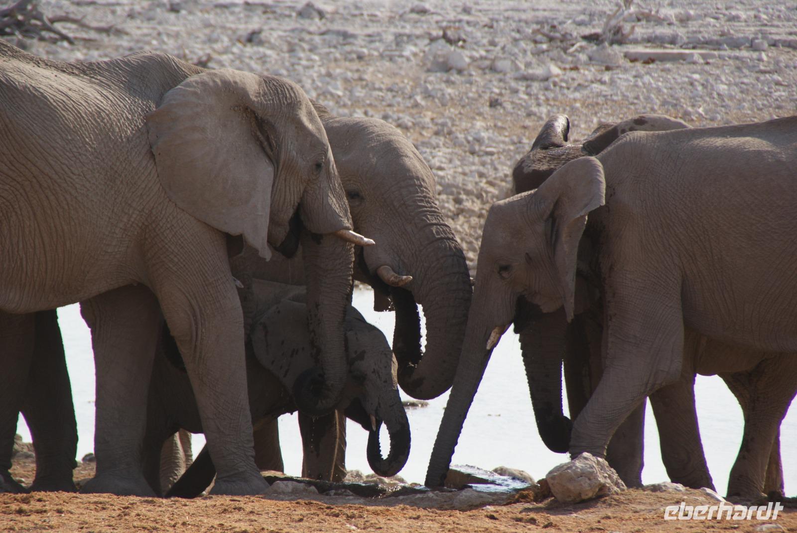 Jeepsafari Etosha Park. (13) &ndash; &copy; Susanne Schirmann (Eberhardt TRAVEL)
