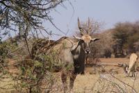 Mount Etjo Lodge (4) &ndash; &copy; Susanne Schirmann (Eberhardt TRAVEL)