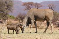 Mount Etjo Lodge (5) &ndash; &copy; Susanne Schirmann (Eberhardt TRAVEL)