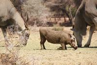 Mount Etjo Lodge (6) &ndash; &copy; Susanne Schirmann (Eberhardt TRAVEL)
