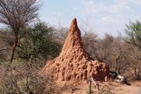 Termitenhügel &ndash; &copy; Susanne Schirmann (Eberhardt TRAVEL)