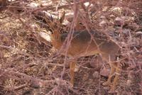 Dik Dik &ndash; &copy; Susanne Schirmann (Eberhardt TRAVEL)