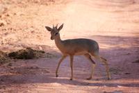 Dik Dik  &ndash; &copy; Susanne Schirmann (Eberhardt TRAVEL)