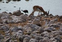 Jeepsafari Etosha Park. (6) &ndash; &copy; Susanne Schirmann (Eberhardt TRAVEL)