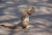 Erdmännchen (3) &ndash; &copy; Susanne Schirmann (Eberhardt TRAVEL)