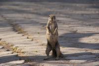 wo bleibt mein Snack &ndash; &copy; Susanne Schirmann (Eberhardt TRAVEL)