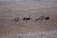 Etosha Nationalpark (20) &ndash; &copy; Susanne Schirmann (Eberhardt TRAVEL)