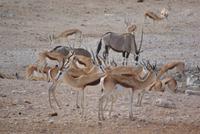 Etosha Nationalpark (19) &ndash; &copy; Susanne Schirmann (Eberhardt TRAVEL)